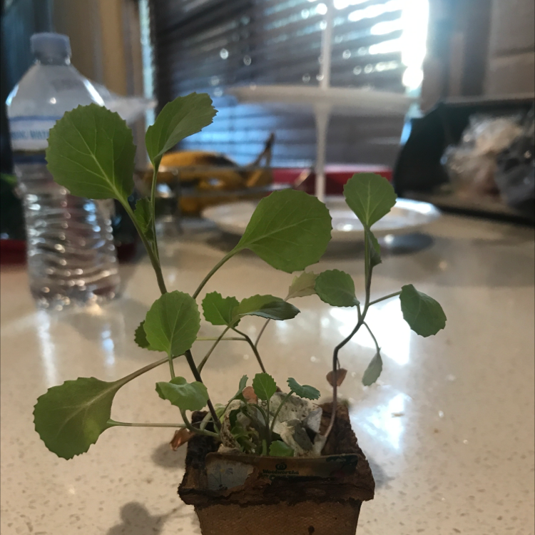 A small potted Wild Cabbage seedling with healthy green ruffled leaves, growing in a transparent container on a kitchen counter.