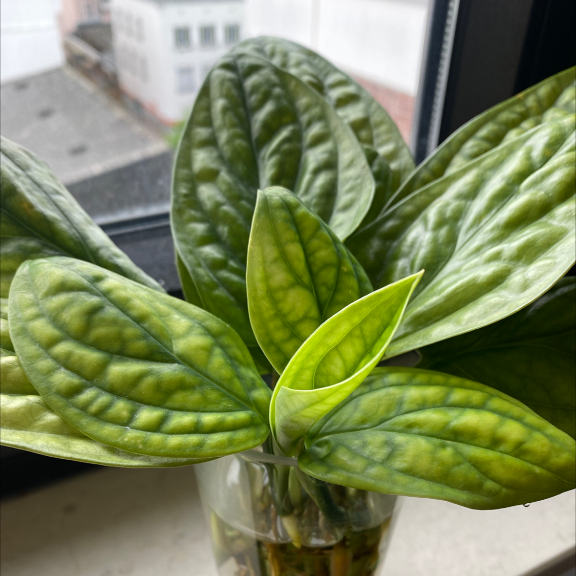 Monstera pinnatipartita plant with large, glossy leaves and some yellowing near a window.