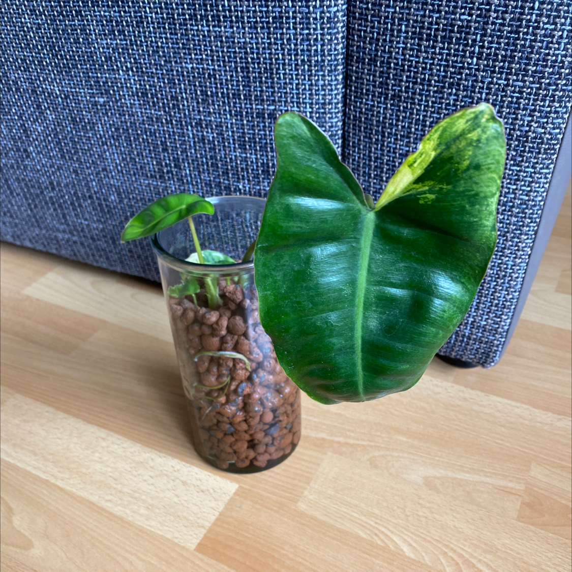 Burle Marx Variegata plant in a transparent container with clay pebbles, showing some leaf yellowing.