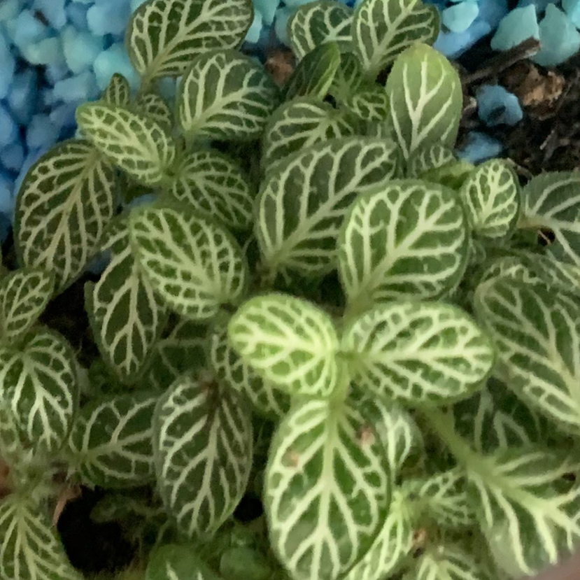 Nerve Plant plant photo by Kayla named Little terrarium plant on Greg, the plant care app.