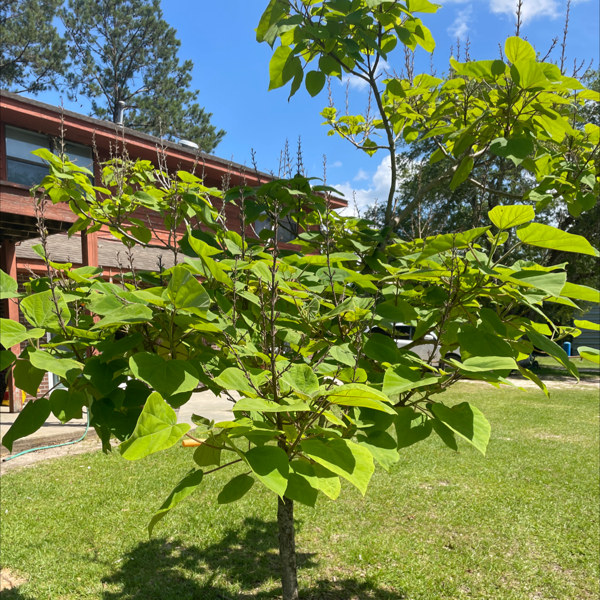 Photo of the plant species Empress Tree by @Sarah254 named Princess on Greg, the plant care app