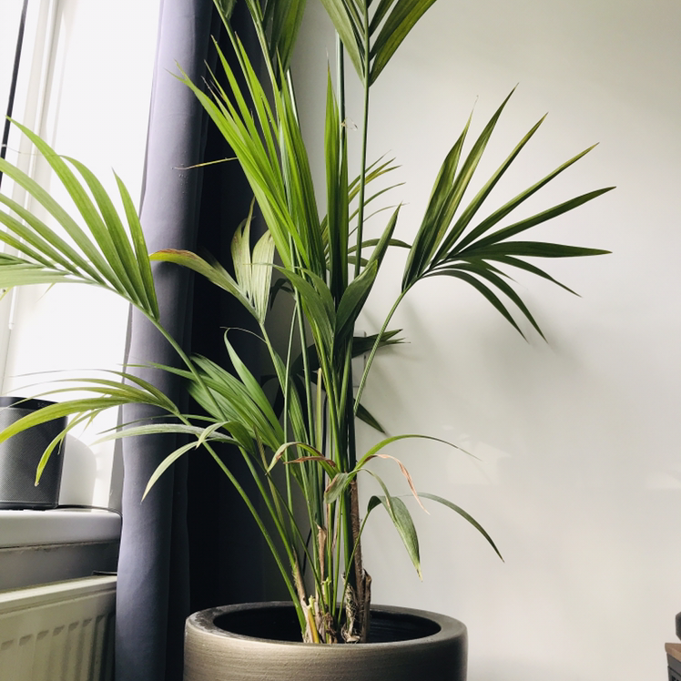 Photo of the plant species Kentia Palm by @Fajita named Mamasita on Greg, the plant care app