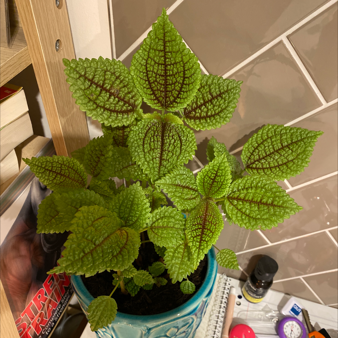 Pilea mollis plant with vibrant green leaves and dark veins in a blue pot.