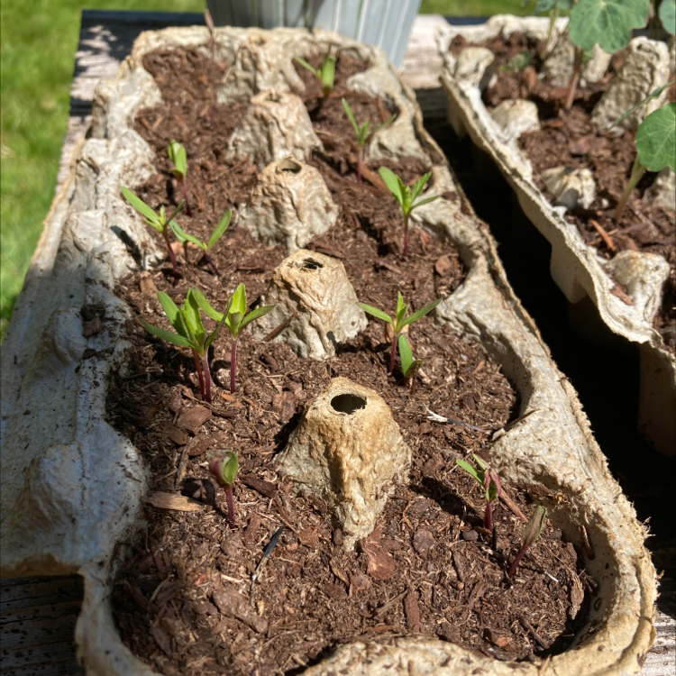 African Marigold plant photo by @hannahturtle named Mary on Greg, the plant care app.