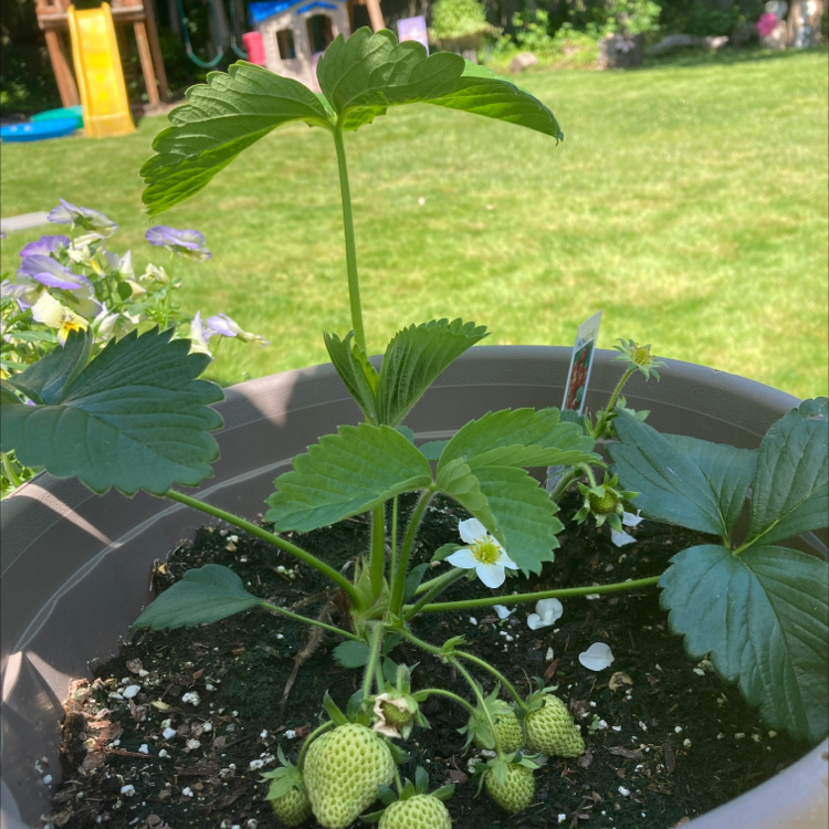 California Strawberry plant photo by @hannahturtle named Bob on Greg, the plant care app.