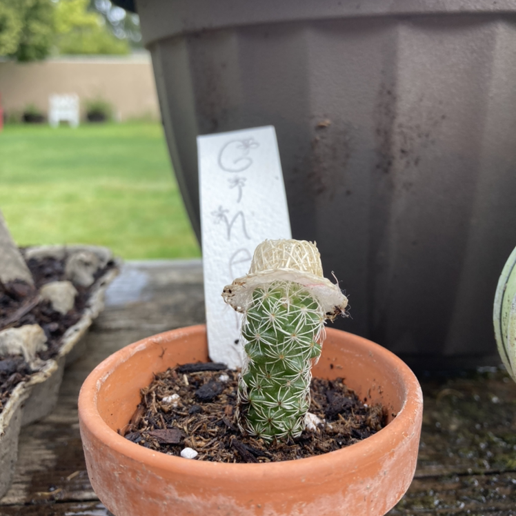 Lace Hedgehog Cactus plant photo by @hannahturtle named Ginerva on Greg, the plant care app.