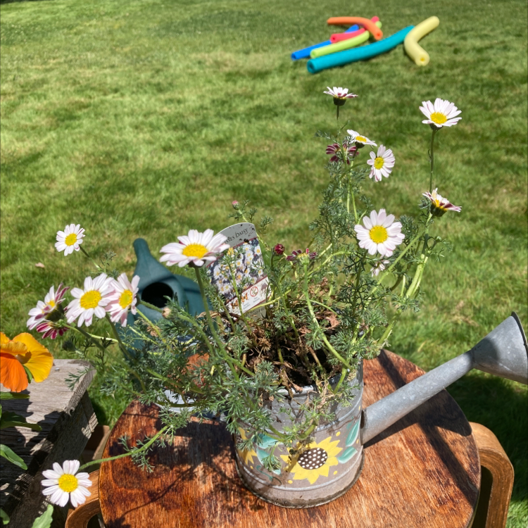 Why Are There Brown Spots on My Shasta Daisy Leaves?