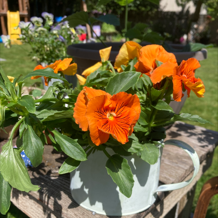 Wild Pansy plant photo by @hannahturtle named Aurora on Greg, the plant care app.