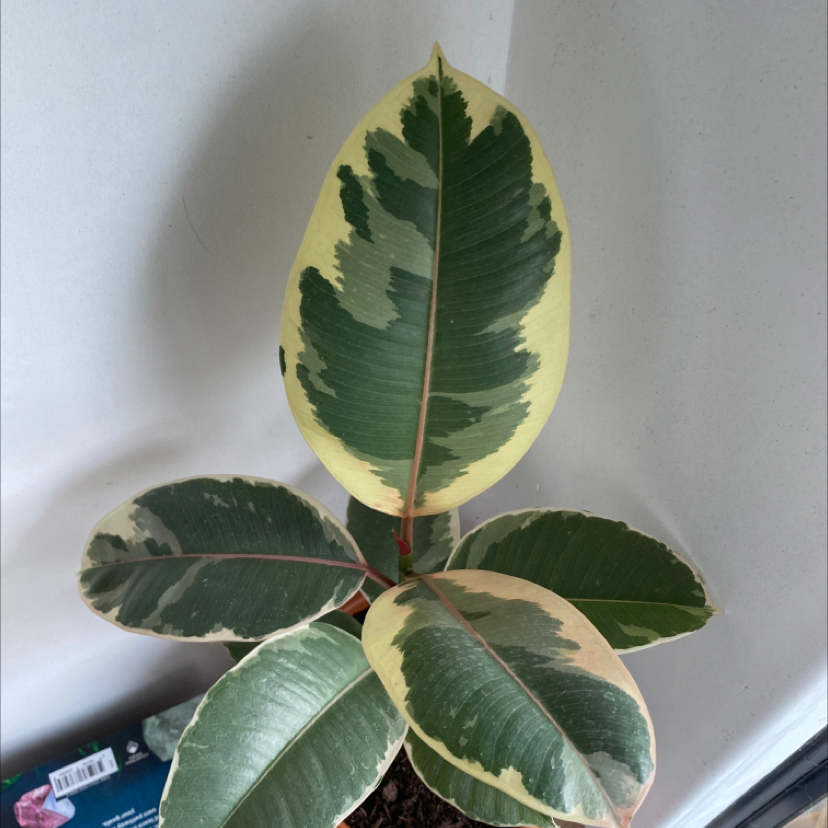 Photo of the plant species Variegated Rubber Tree by Ebony named Sir Plancelot on Greg, the plant care app