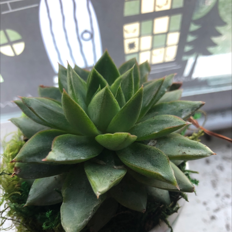 Lipstick Echeveria succulent with green rosette leaves in a pot.