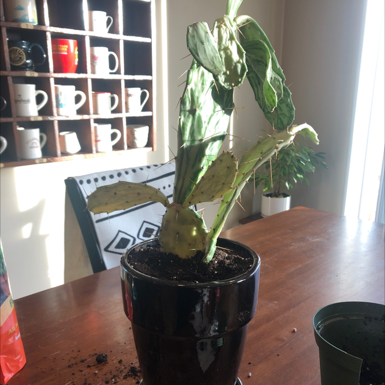 Drooping Prickly Pear plant in a pot with yellowing and browning leaves on a table.