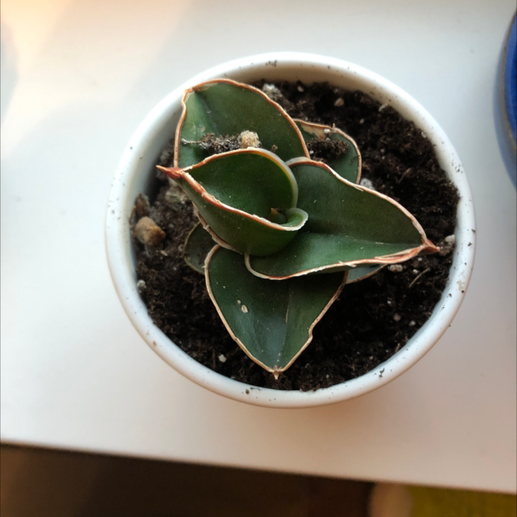 Samurai Dwarf Snake Plant in a small white pot with visible soil.