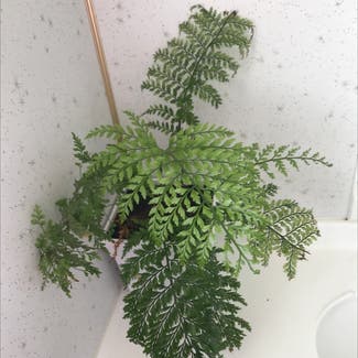 Hen and Chicken Fern plant in Somewhere on Earth