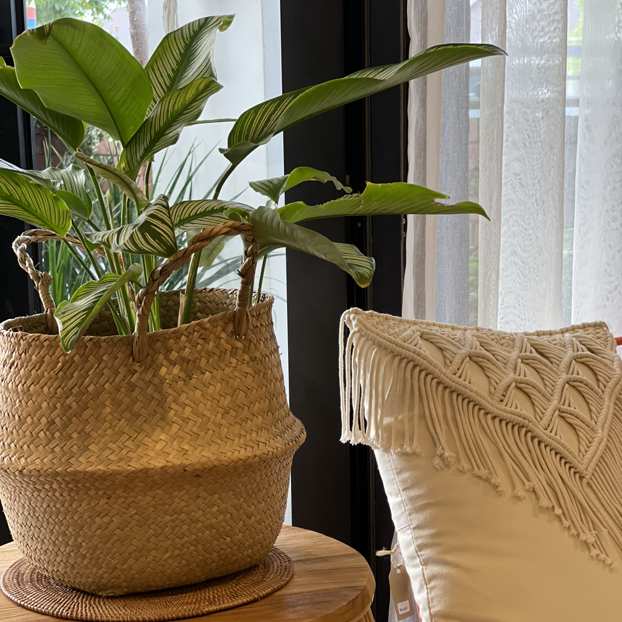 Calathea Vittata plant in a woven basket indoors, healthy green leaves.