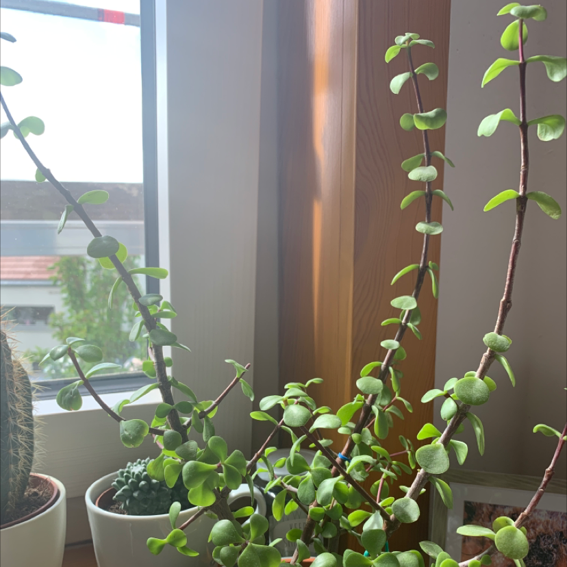Porkbush plant photo by @Iloveplants123 named Kanye on Greg, the plant care app.