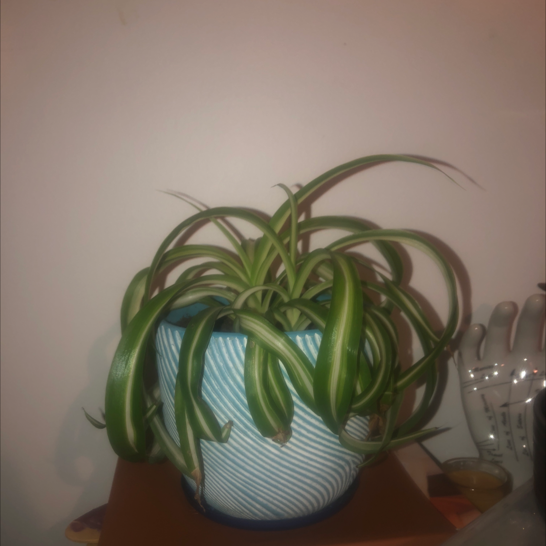 Spider Plant plant photo by @stellawispinski named Timothee on Greg, the plant care app.