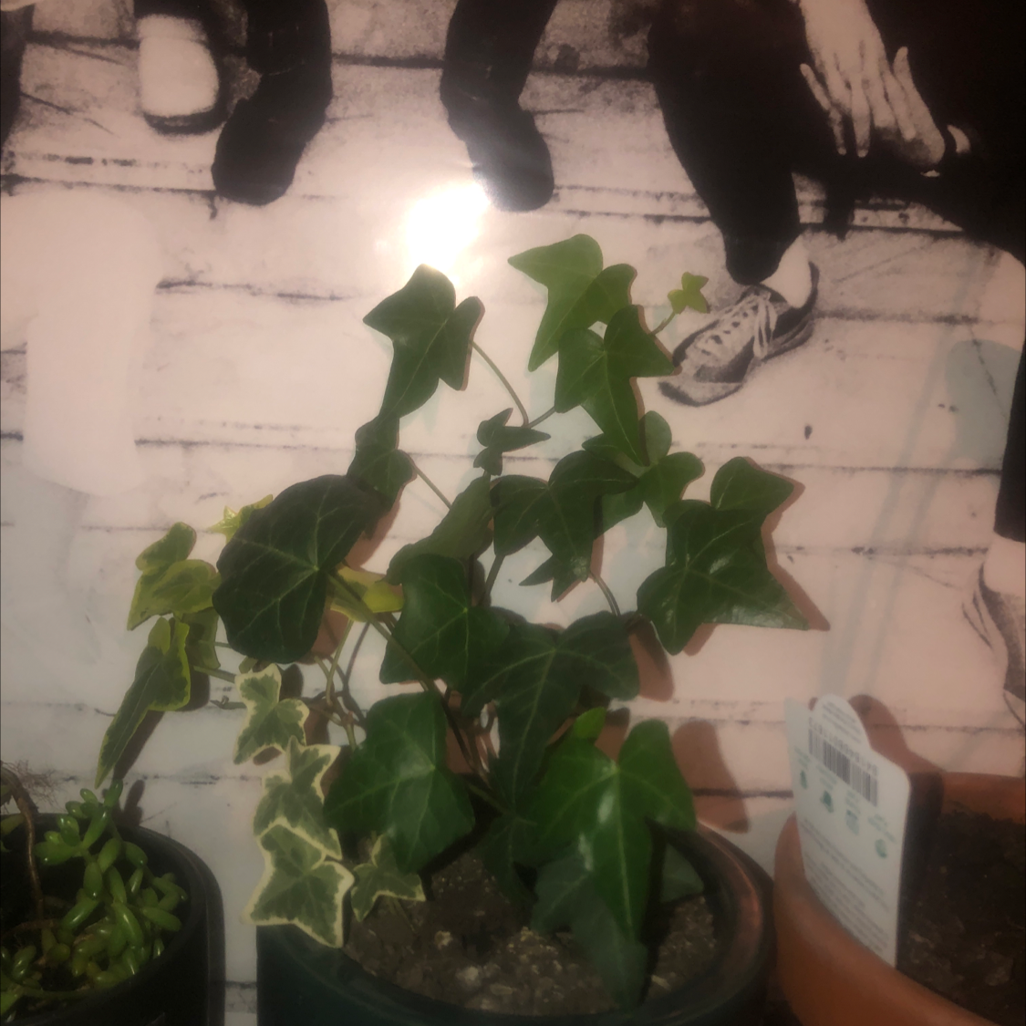 English Ivy plant photo by @stellawispinski named Todd on Greg, the plant care app.