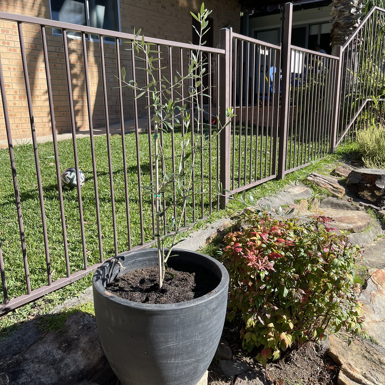 Photo of the plant species Saint Helena Olive by Samantha named Helena Olive Heritage on Greg, the plant care app