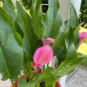 Calla Lily plant photo by @SpootyEh named Lily on Greg, the plant care app.