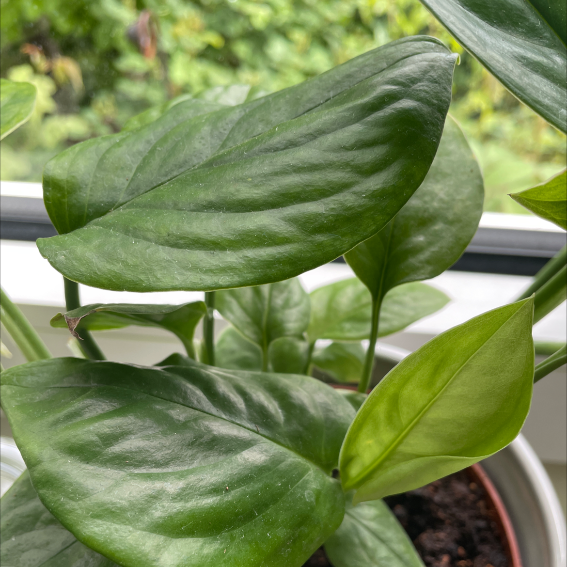 Monstera pinnatipartita plant with healthy green leaves in a pot.