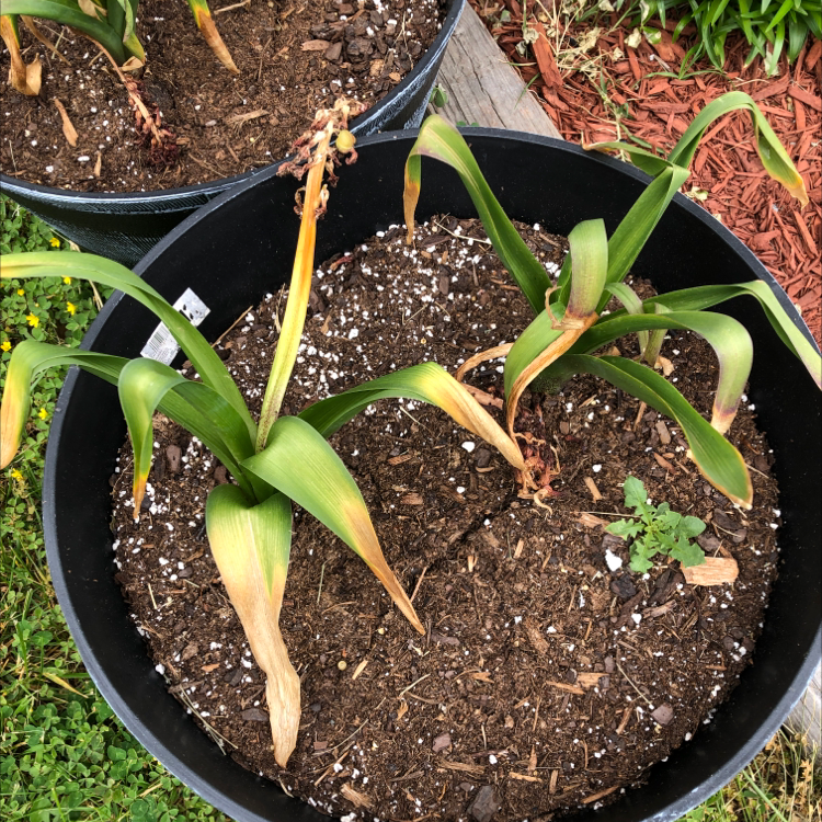 Garden Hyacinth plant photo by @MarieD20 named Your plant on Greg, the plant care app.