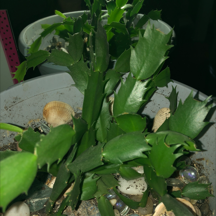False Christmas Cactus plant photo by @MarieD20 named Christmas catus on Greg, the plant care app.