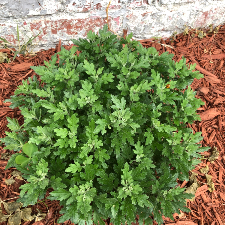 Mugwort plant photo by @MarieD20 named Mums on Greg, the plant care app.