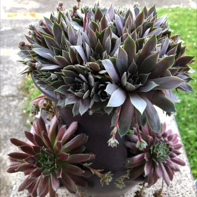 Hen and Chicken Fern plant photo by @MarieD20 named Hen and chicken fern on Greg, the plant care app.