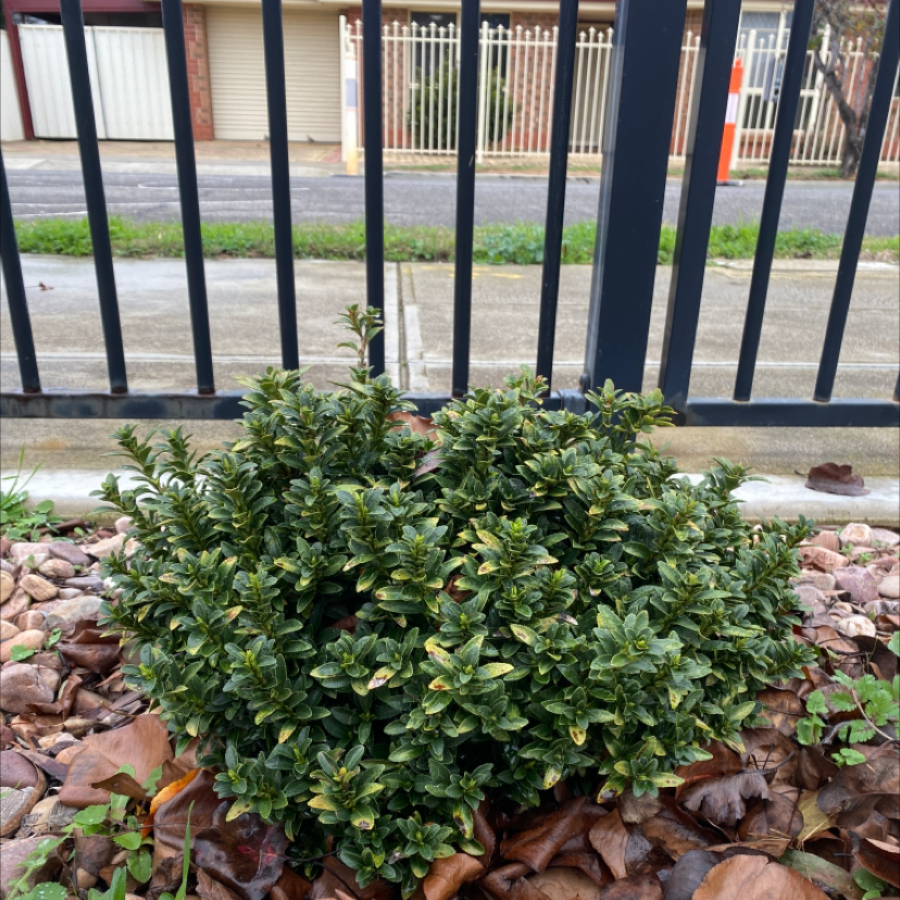 Photo of the plant species Chinese Holly by @emmamildren named Mochi on Greg, the plant care app