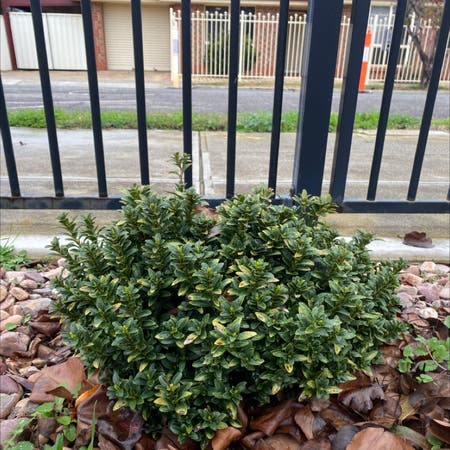 Photo of the plant species Chinese holly by Emmamildren named Mochi on Greg, the plant care app