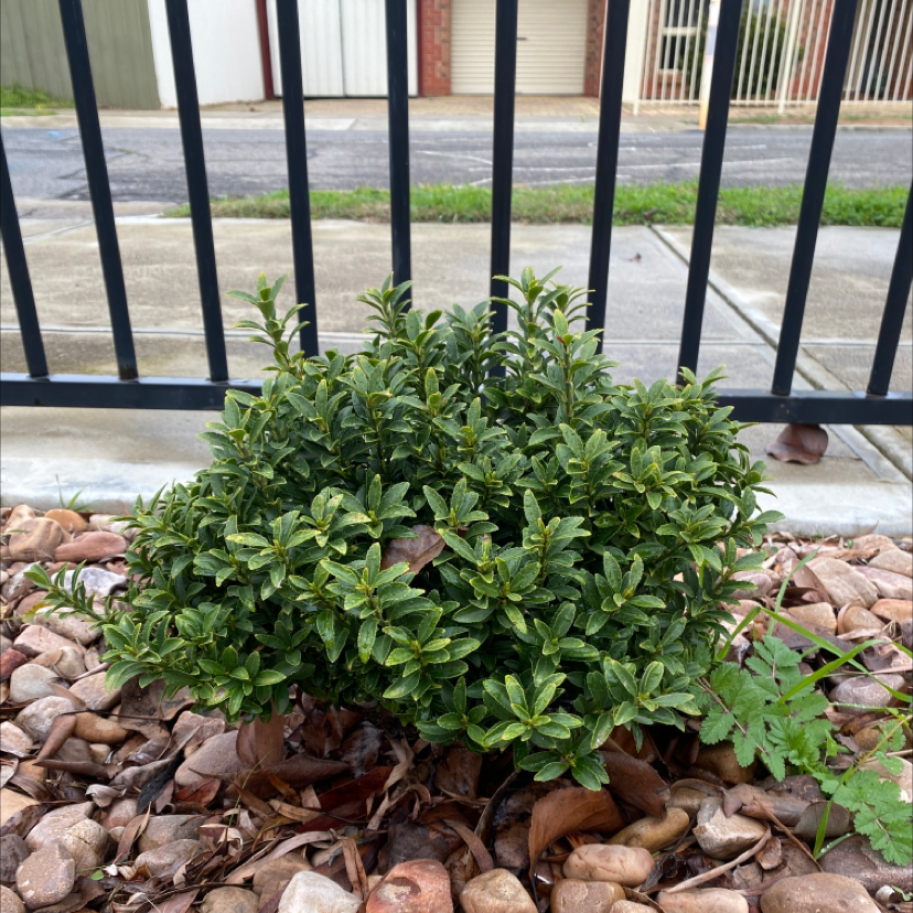 Photo of the plant species Chinese Holly by @emmamildren named Walter on Greg, the plant care app