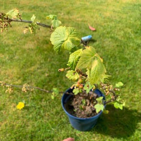 Photo of the plant species Black currant by Phoebe named Coorant on Greg, the plant care app
