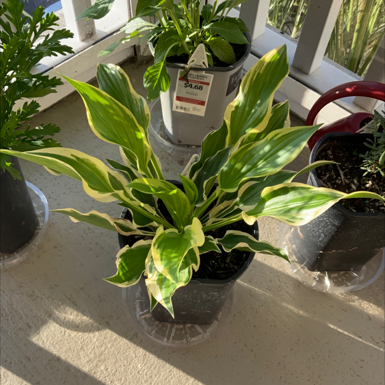 Photo of the plant species SunHosta™️ by Yanexi and gabriell named Your plant on Greg, the plant care app