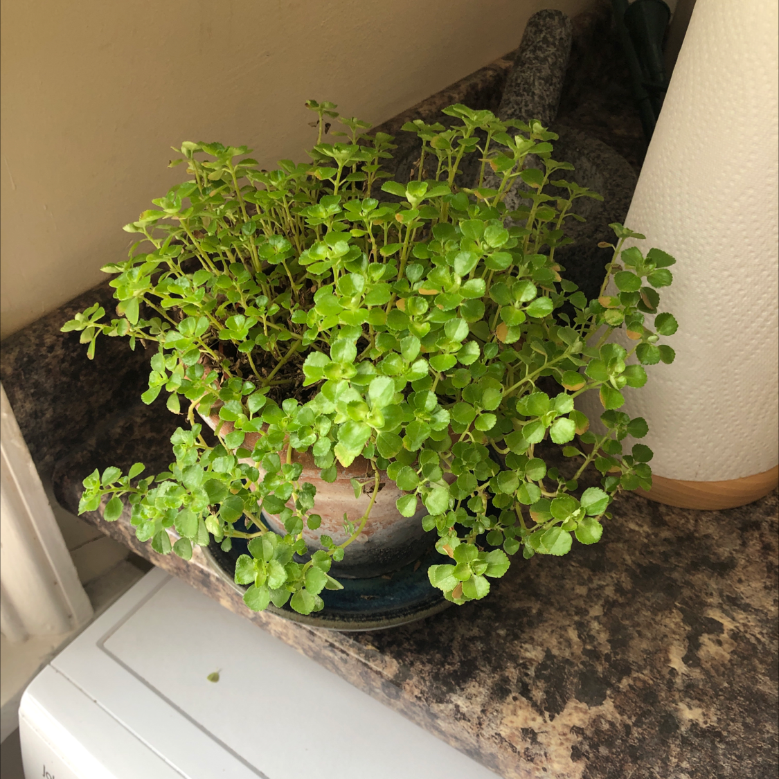 A healthy Pilea Baby Tears plant with dense, bright green foliage growing in a black pot, photographed indoors.