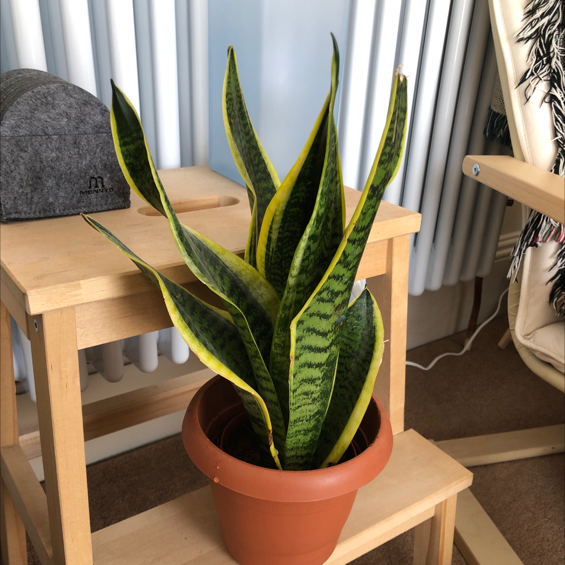 Snake Plant plant photo by E named Eva on Greg, the plant care app.