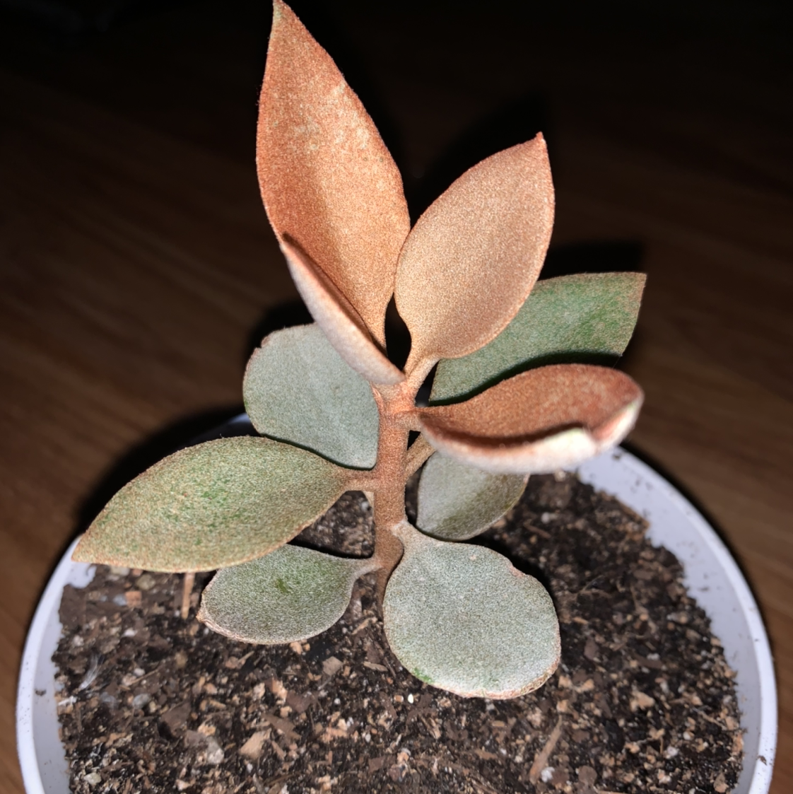 Copper Spoons plant with thick, spoon-shaped leaves in a pot with visible soil.
