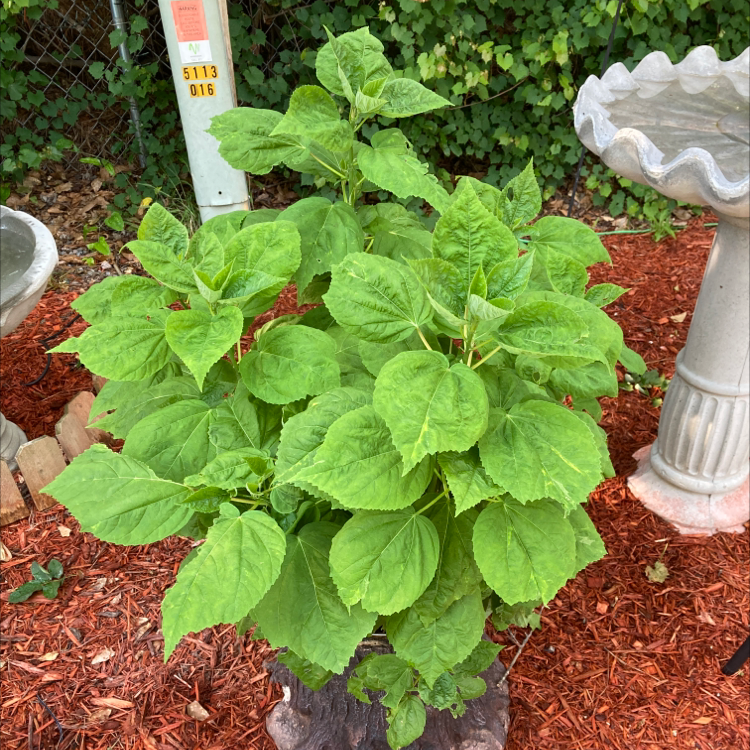 Healthy Crimsoneyed Rosemallow plant with vibrant green leaves in a garden setting.