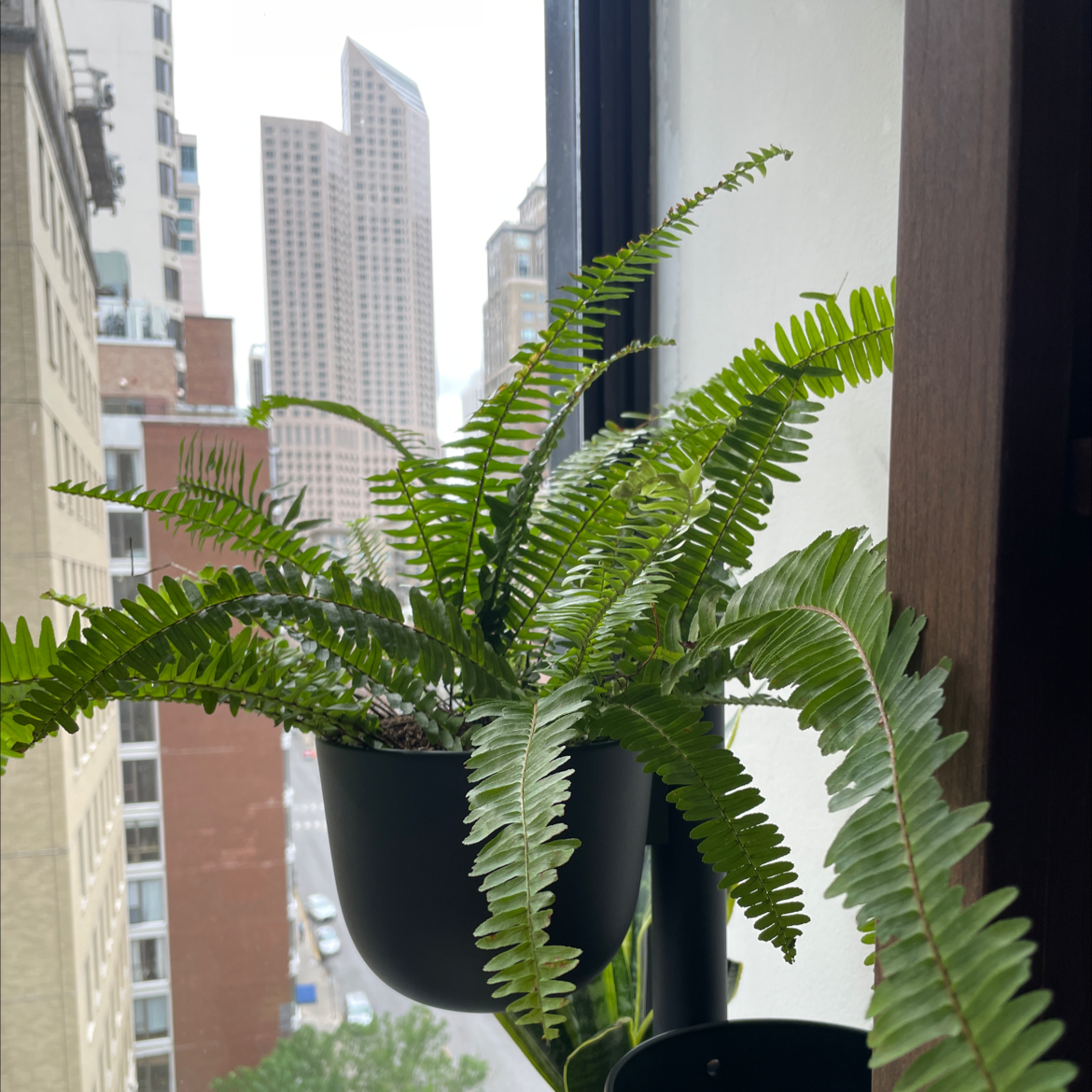 Kimberly Queen Fern in a pot near a window with an urban background.