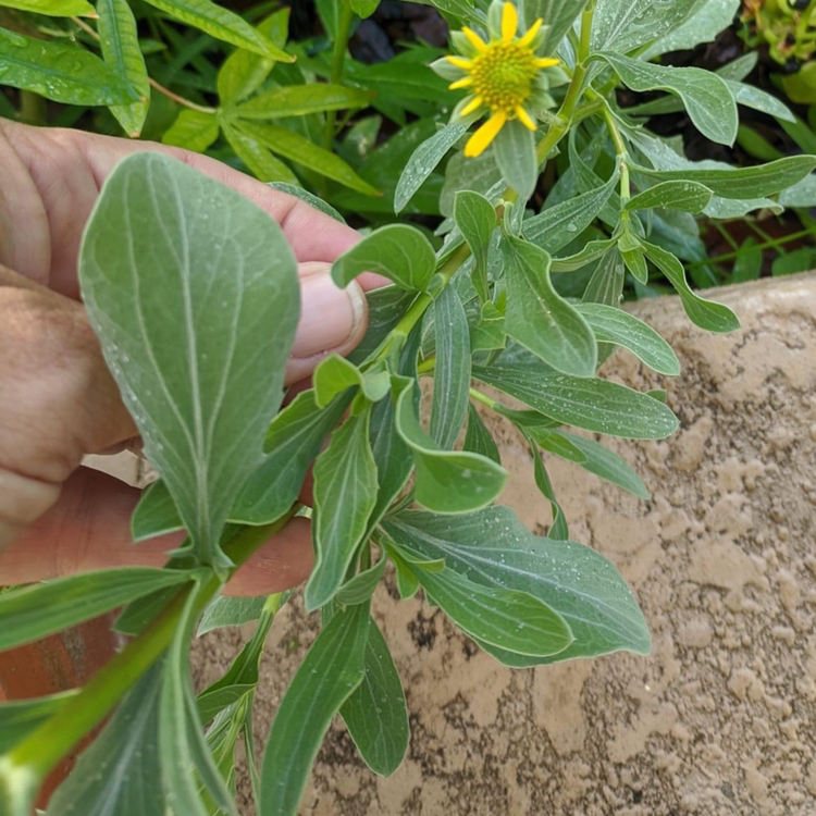 Photo of the plant species Sea Oxeye Daisy by Rich named Your plant on Greg, the plant care app