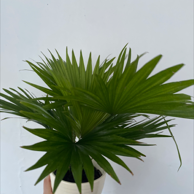 Close-up of a healthy, vibrant green Rhapis palm plant held in someone's hand against a light gray background.