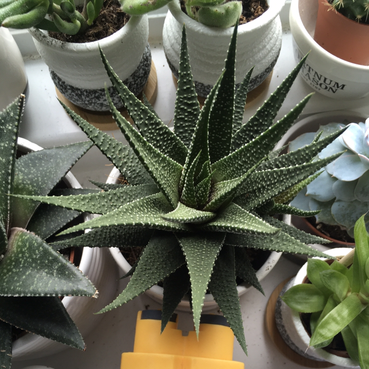 Zebra Plant plant photo by Elle’s named Mic on Greg, the plant care app.