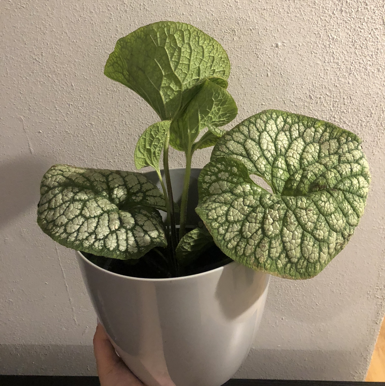 Photo of the plant species False Forget-Me-Not by @therabalica named Nausicaä on Greg, the plant care app