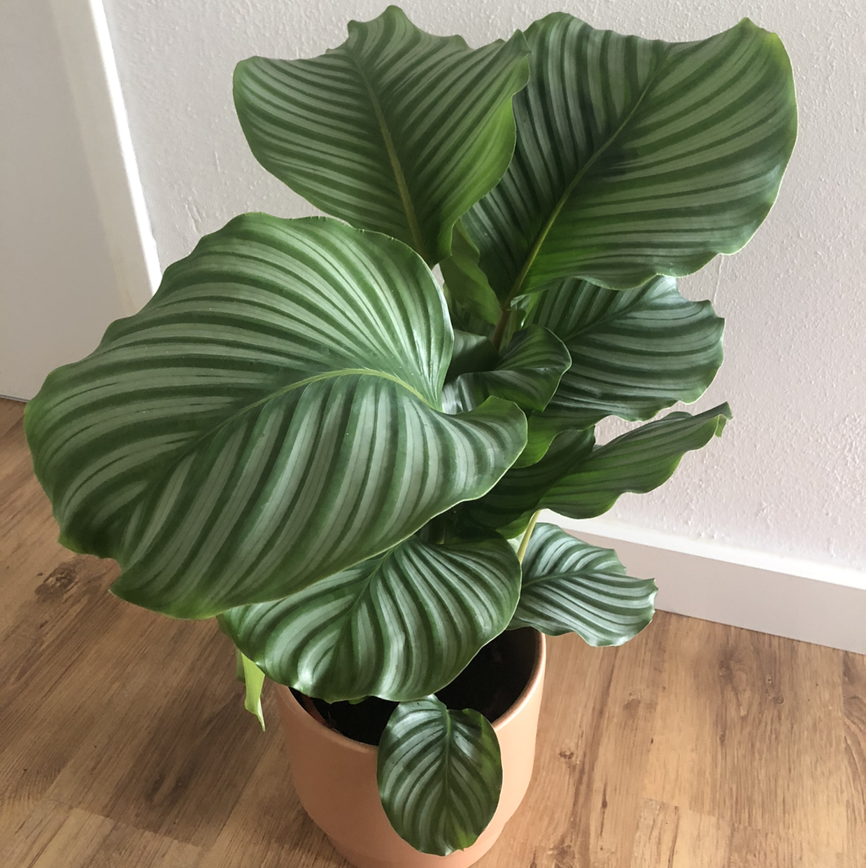 Photo of the plant species Calathea Orbifolia by @therabalica named Calcifer ✨ on Greg, the plant care app