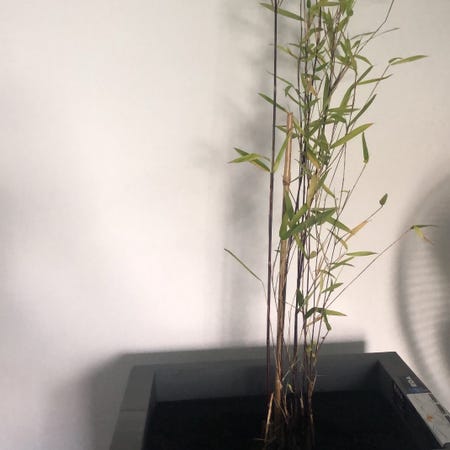 Photo of the plant species Black Bamboo by Therabalica named Guranmanmare on Greg, the plant care app