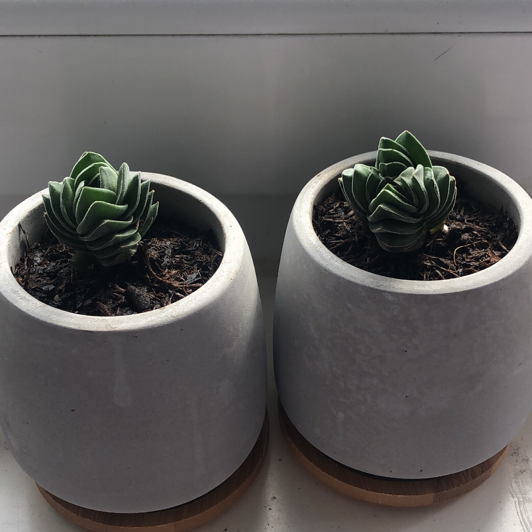 Photo of the plant species Crassula 'Buddha's Temple' by @therabalica named Rußbolde on Greg, the plant care app