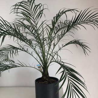 Pygmy Date Palm plant in Erlensee, Hessen