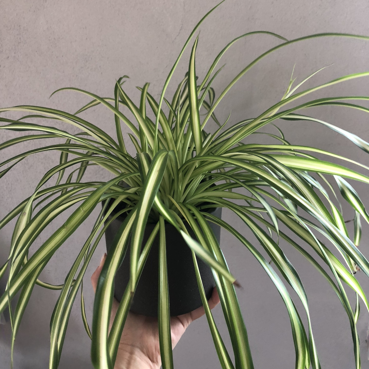 Photo of the plant species Spider Plant 'Variegatum’ by @therabalica named Ohngesicht on Greg, the plant care app