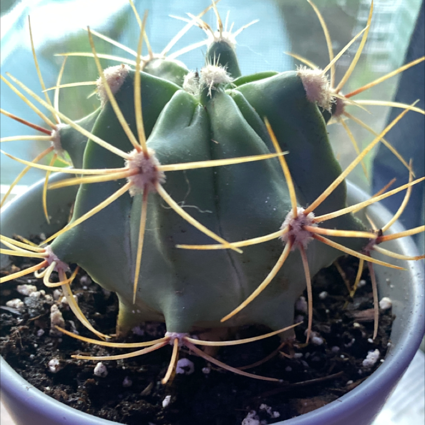 Sonora Barrel cactus with prominent spines in a pot with visible soil.
