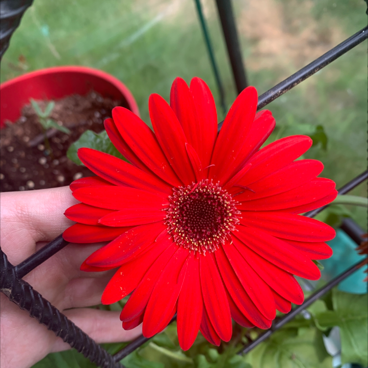 A vibrant red Gerbera flower being held by a hand, with a pot and soil in the background.