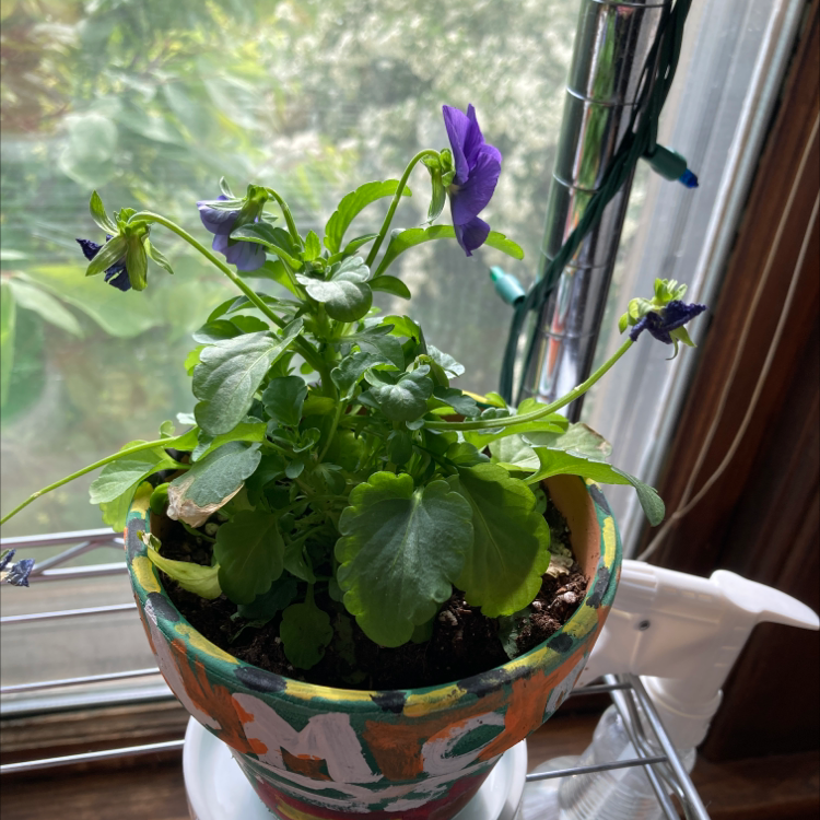 Potted Wild Pansy with purple flowers and green leaves near a window.